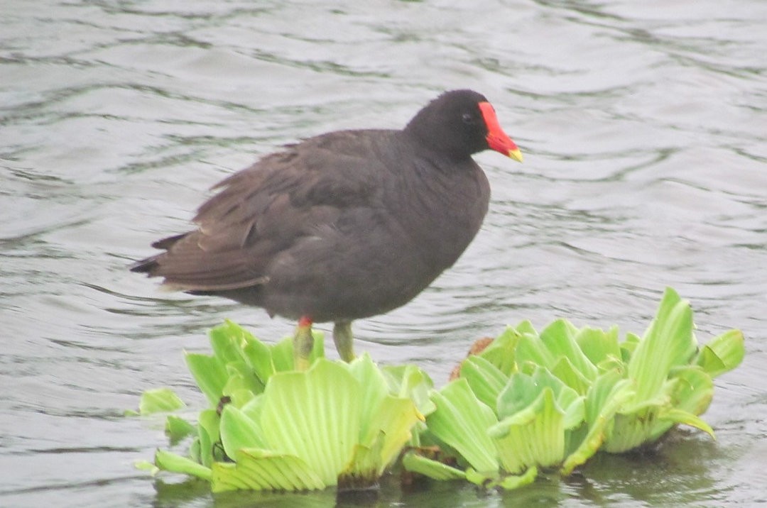 Gallinule d'Amérique - ML646913041