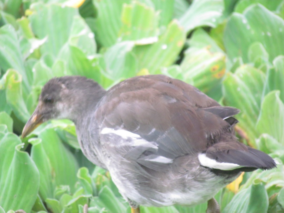 Gallinule d'Amérique - ML646913042