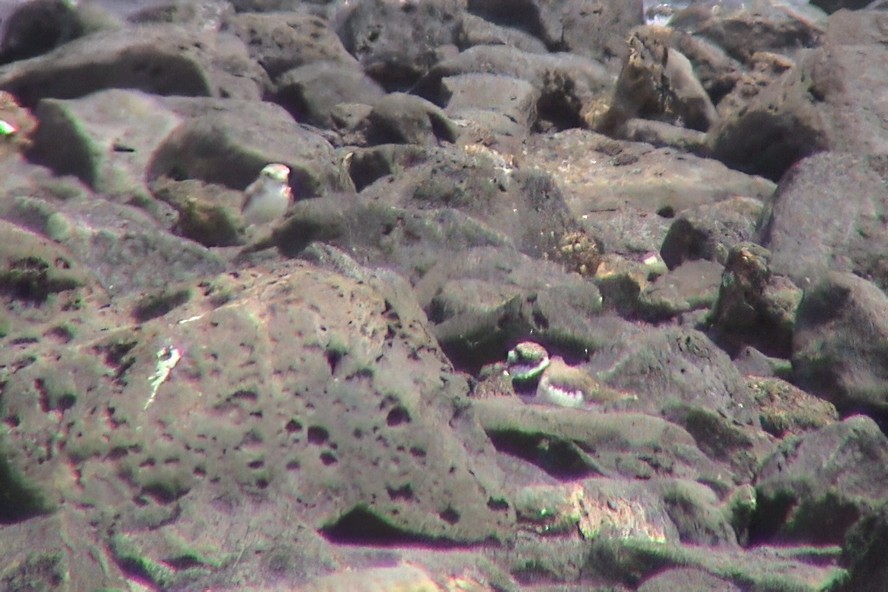 Pluvier grand-gravelot - ML646913043