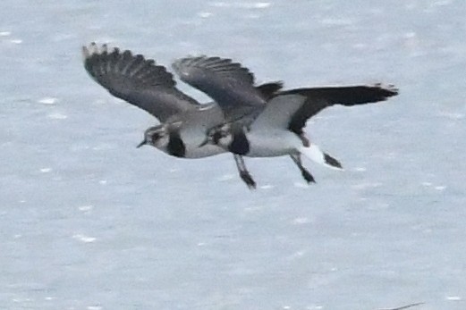 Vanneau huppé - ML646913044