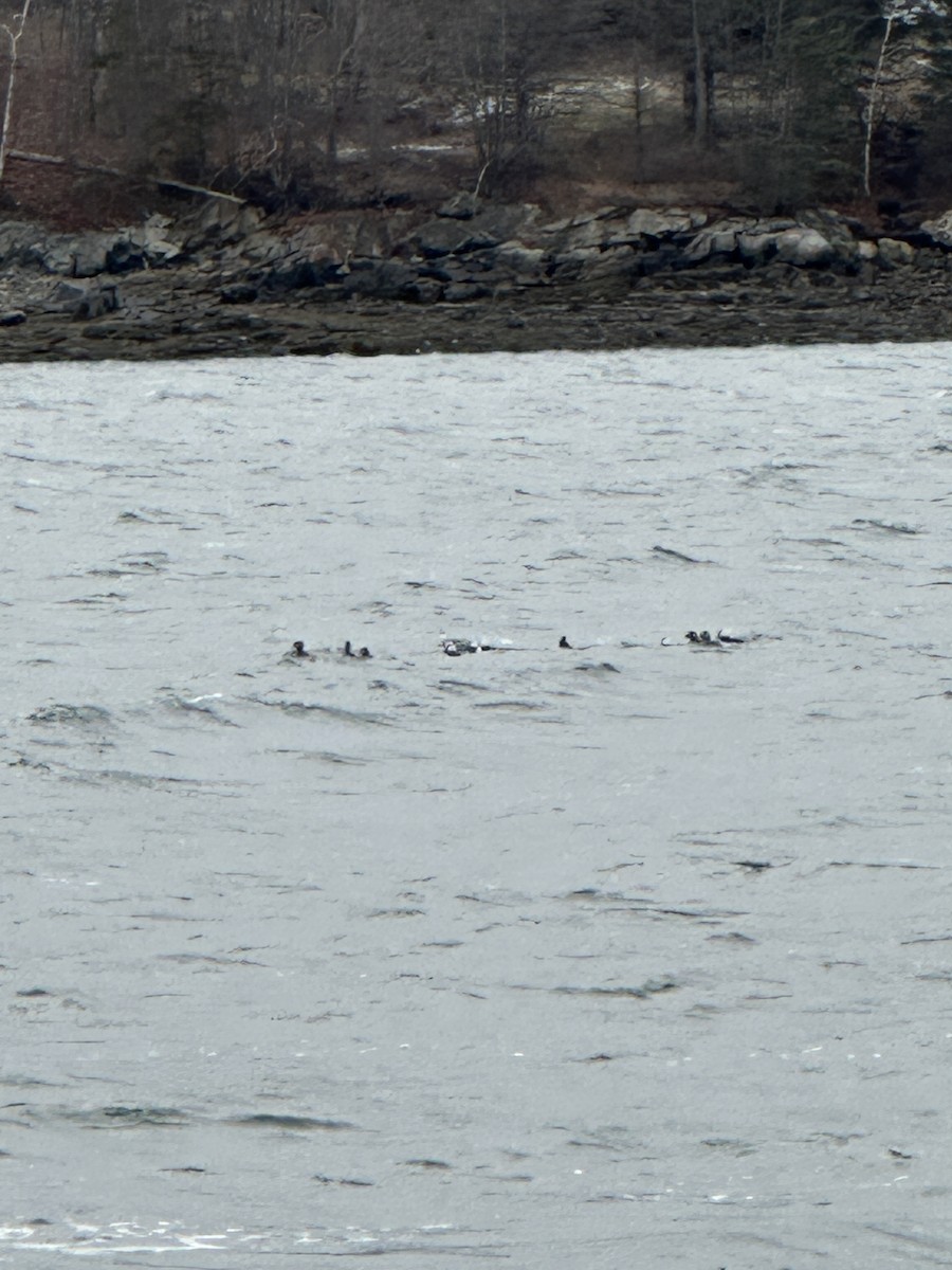 Petit Garrot - ML646913045