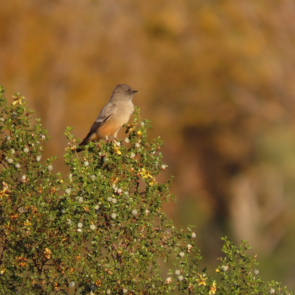 Moucherolle à ventre roux - ML646913050