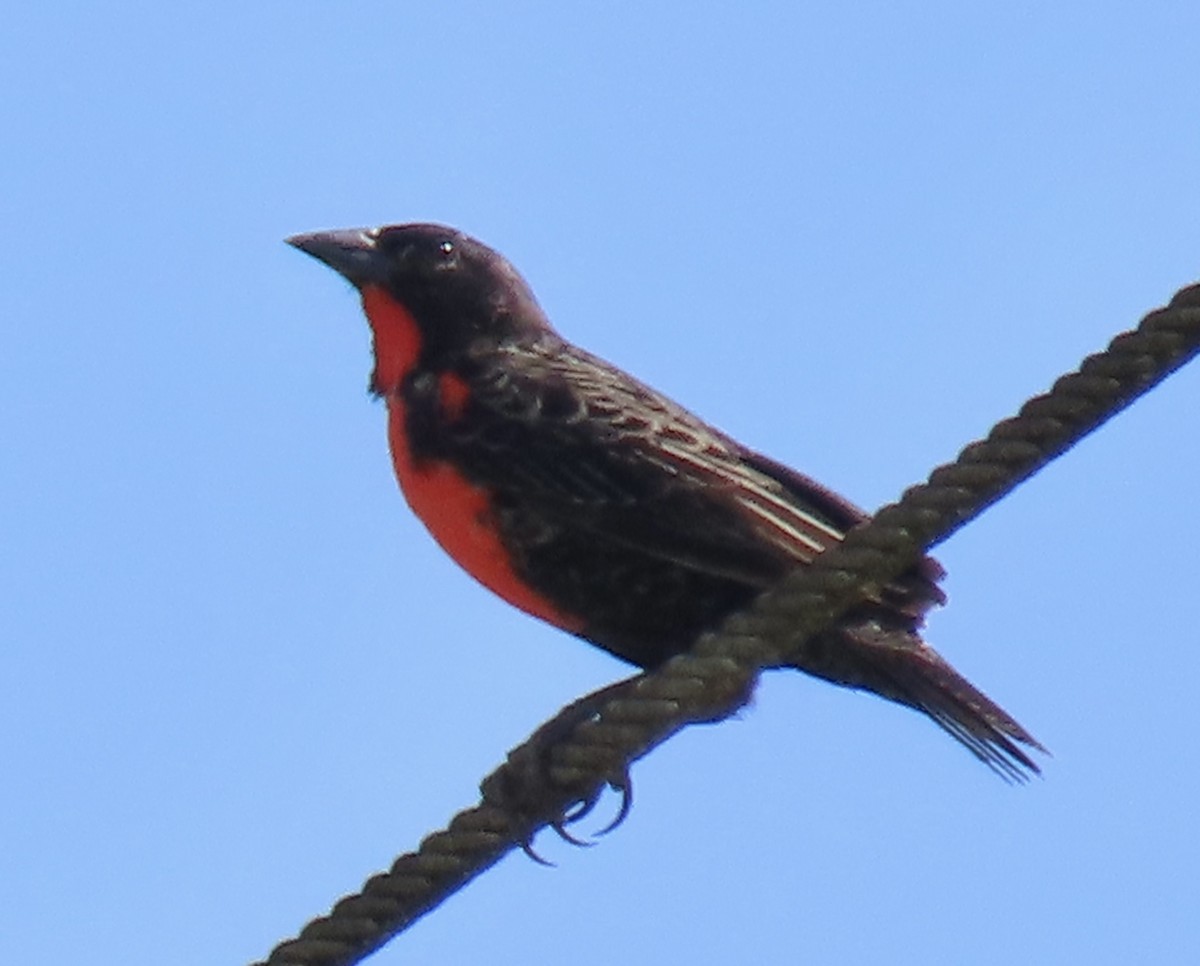 Sturnelle militaire - ML646913058