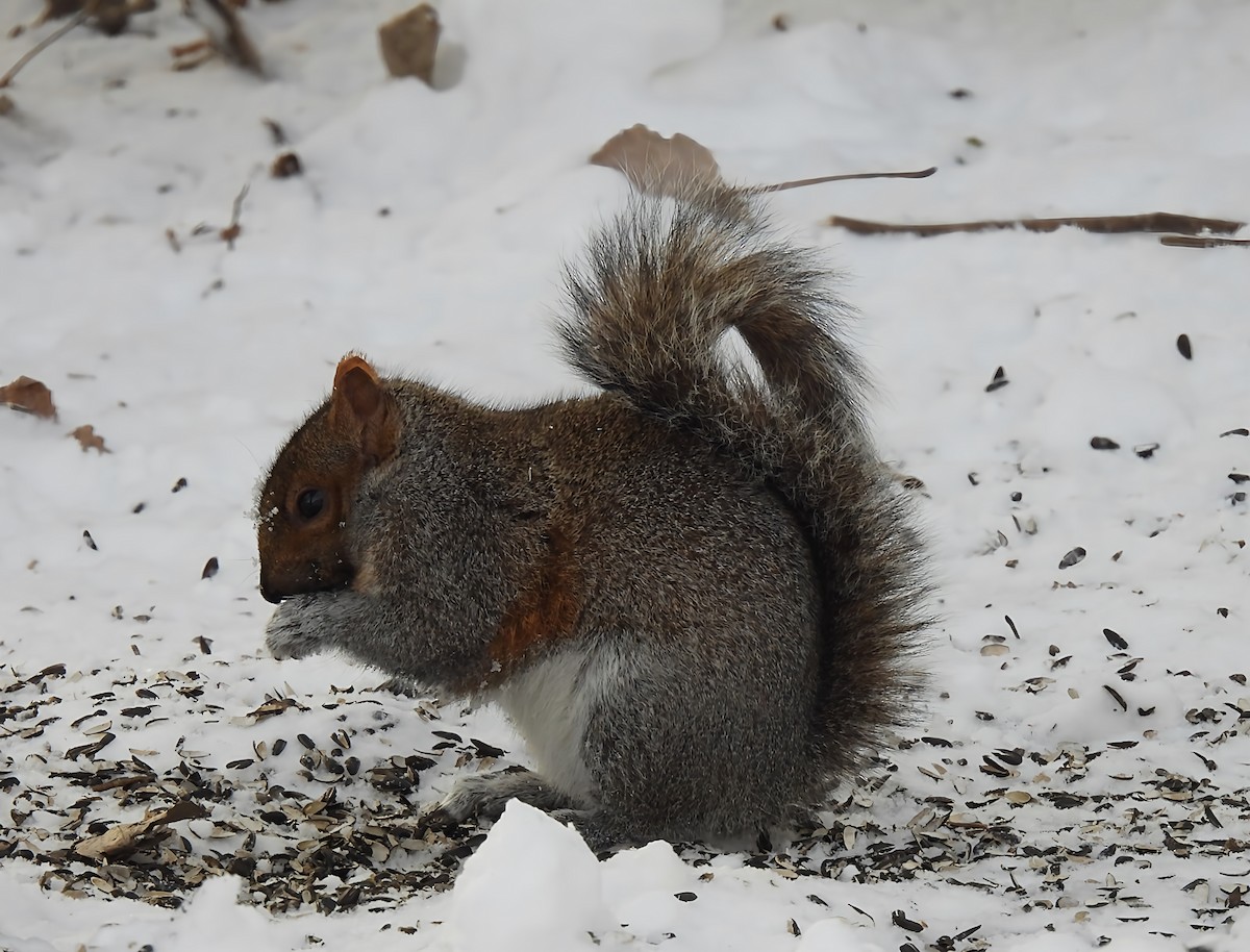 Memeliler - ML646913072