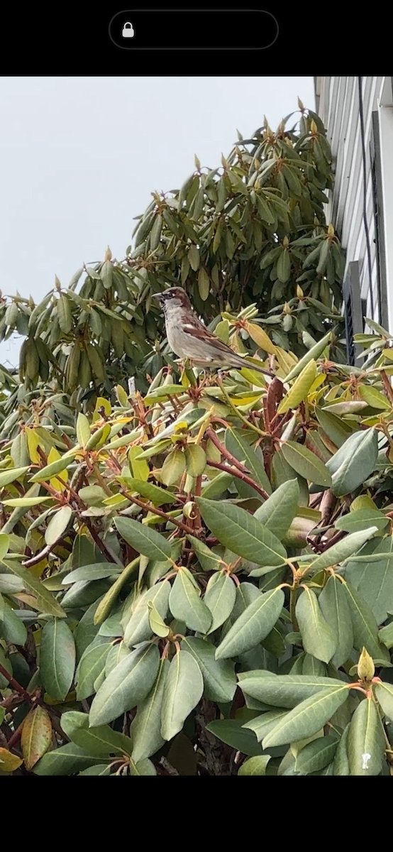 Etxe-txolarrea - ML646913073