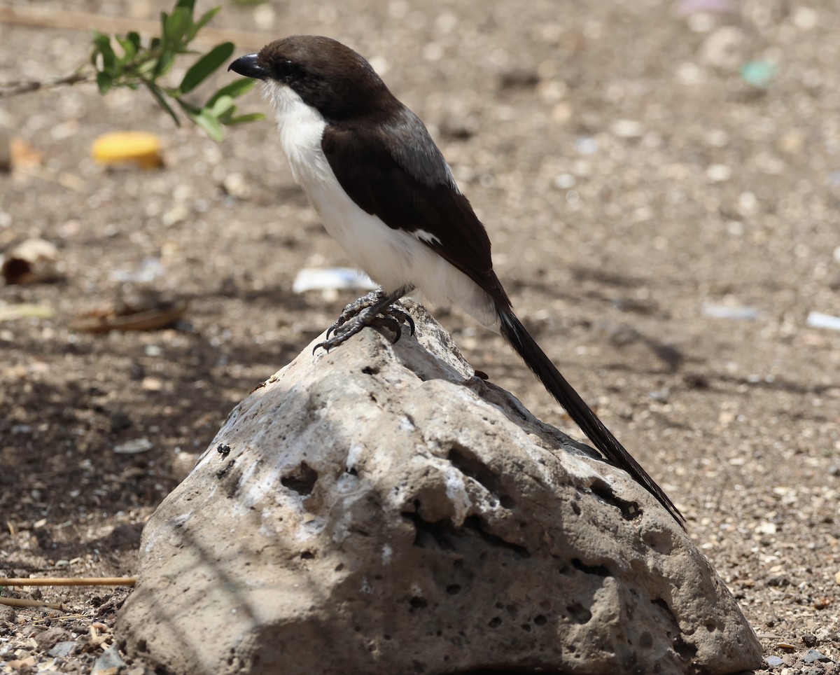 Сорокопуд савановий - ML646913076