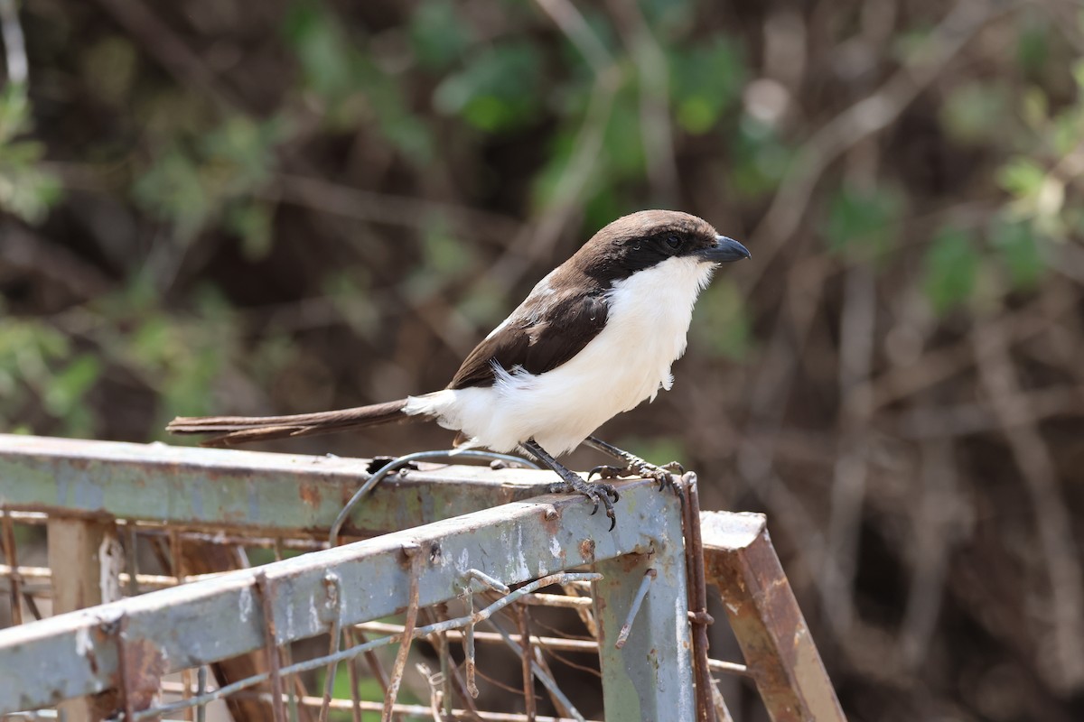 Сорокопуд савановий - ML646913077