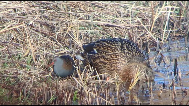 רלית המים - ML646913088