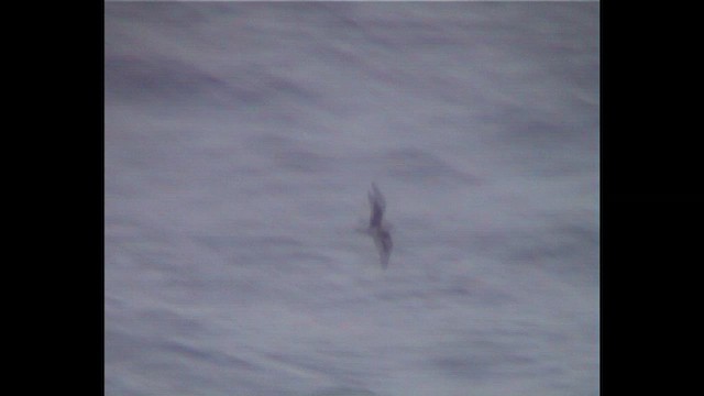 Bonin Petrel - ML646913095