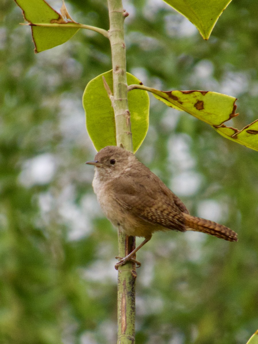 Southern House Wren - ML646913096