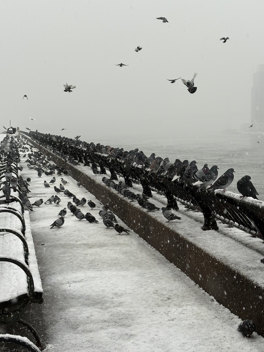 Rock Pigeon (Feral Pigeon) - ML646913108