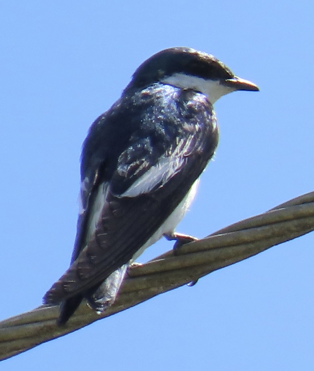White-winged Swallow - ML646913111