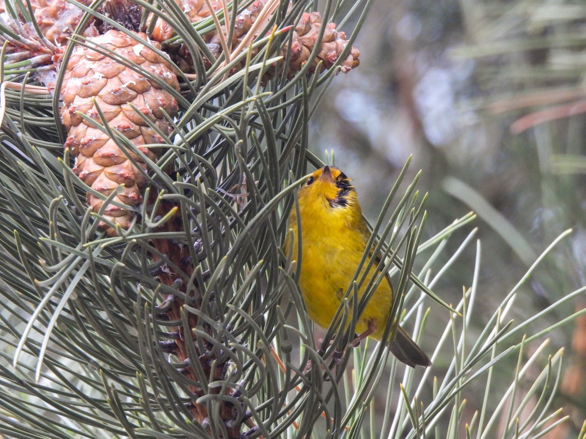 Wilson's Warbler - ML646913112
