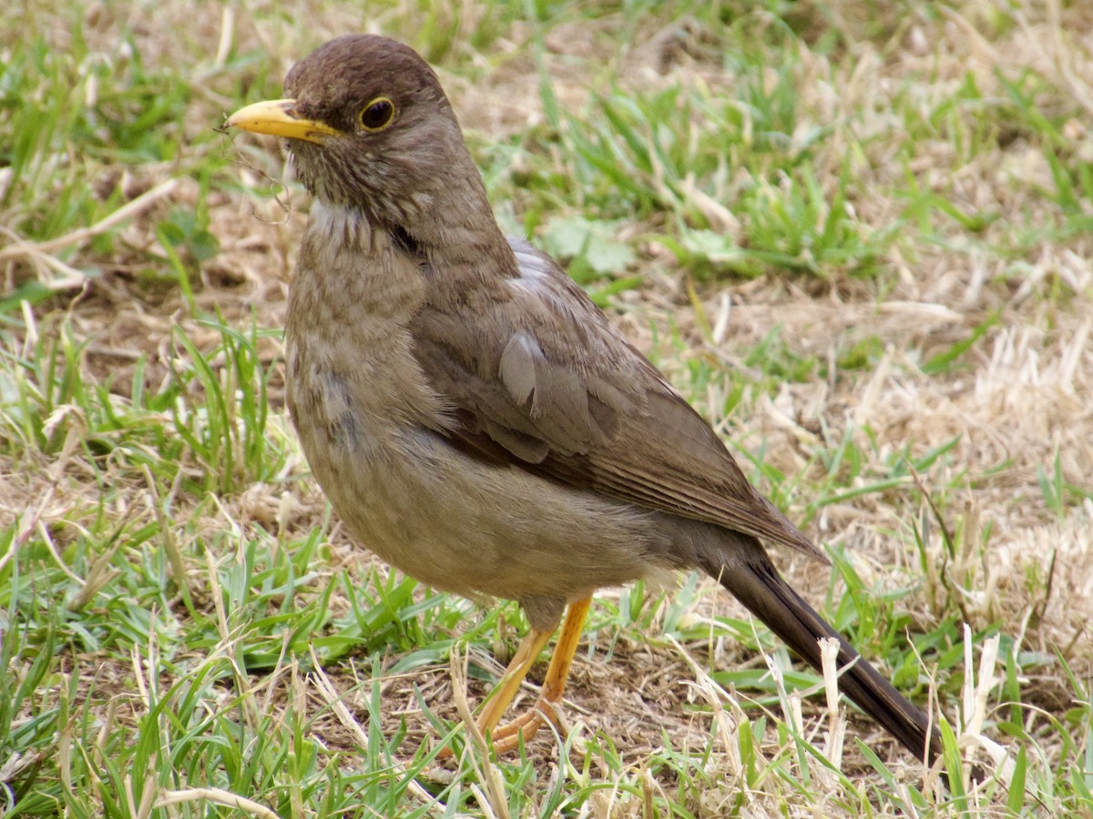 Austral Thrush - ML646913113