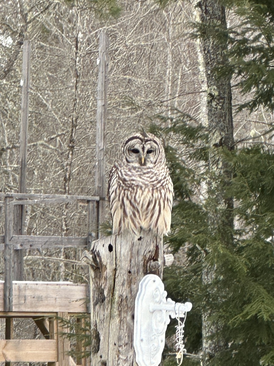 Barred Owl - ML646913114