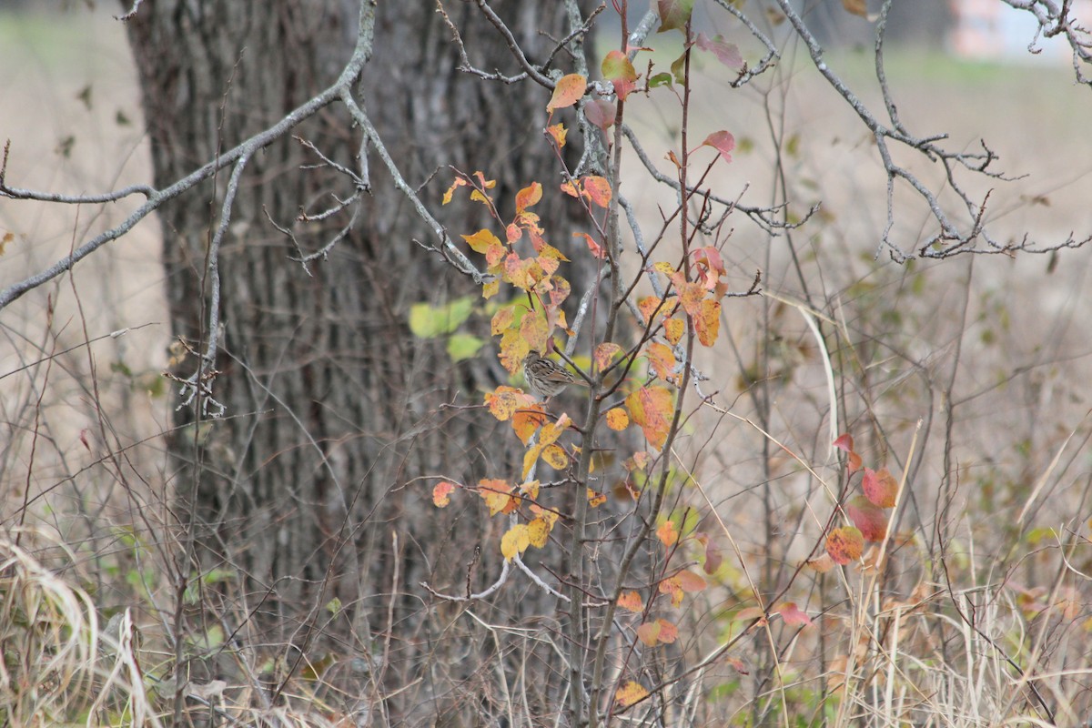 Song Sparrow - ML646913119