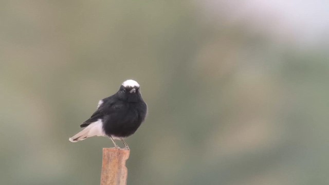 סלעית שחורת-בטן - ML646913125