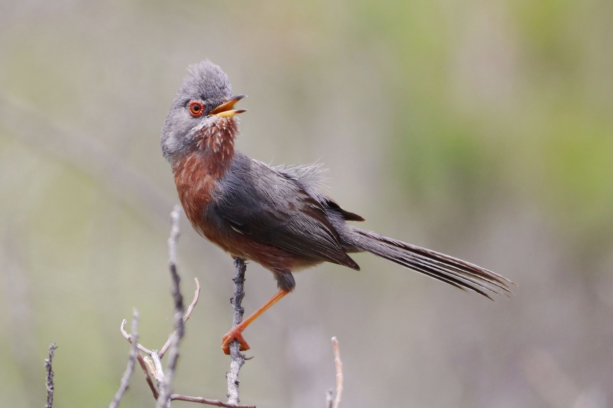 vinsanger - ML646913127