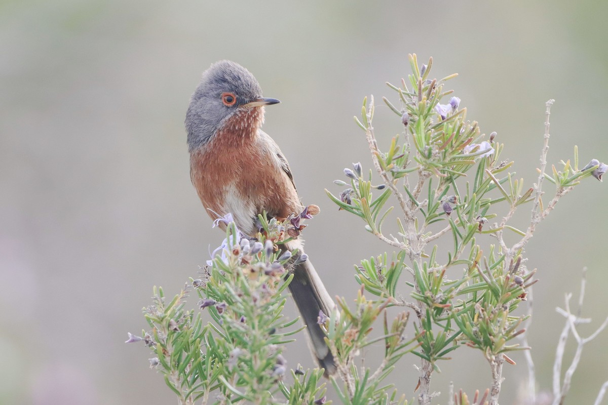 vinsanger - ML646913128