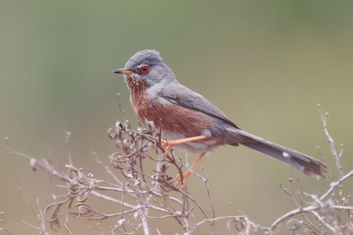 vinsanger - ML646913129