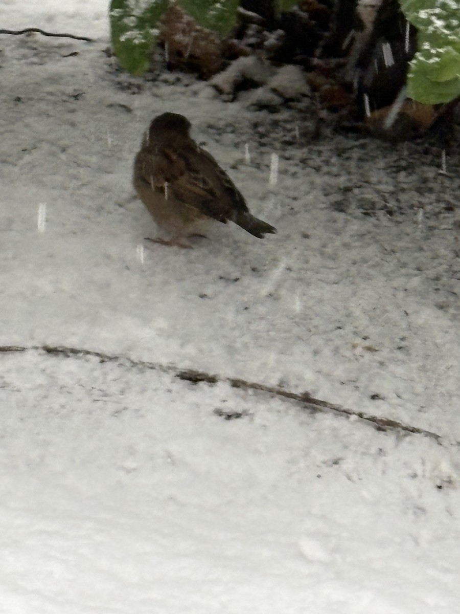 House Sparrow - ML646913131