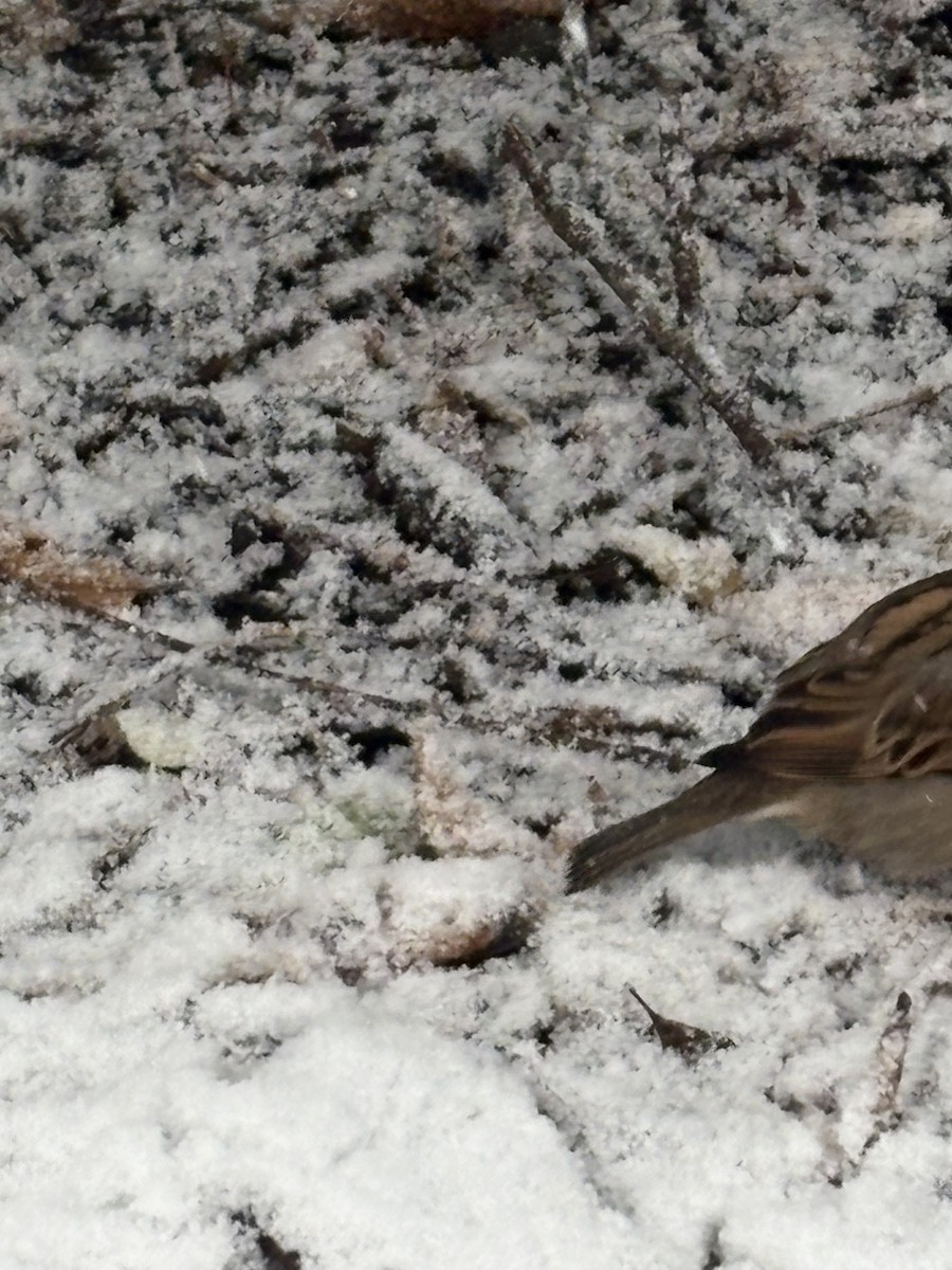 House Sparrow - ML646913132