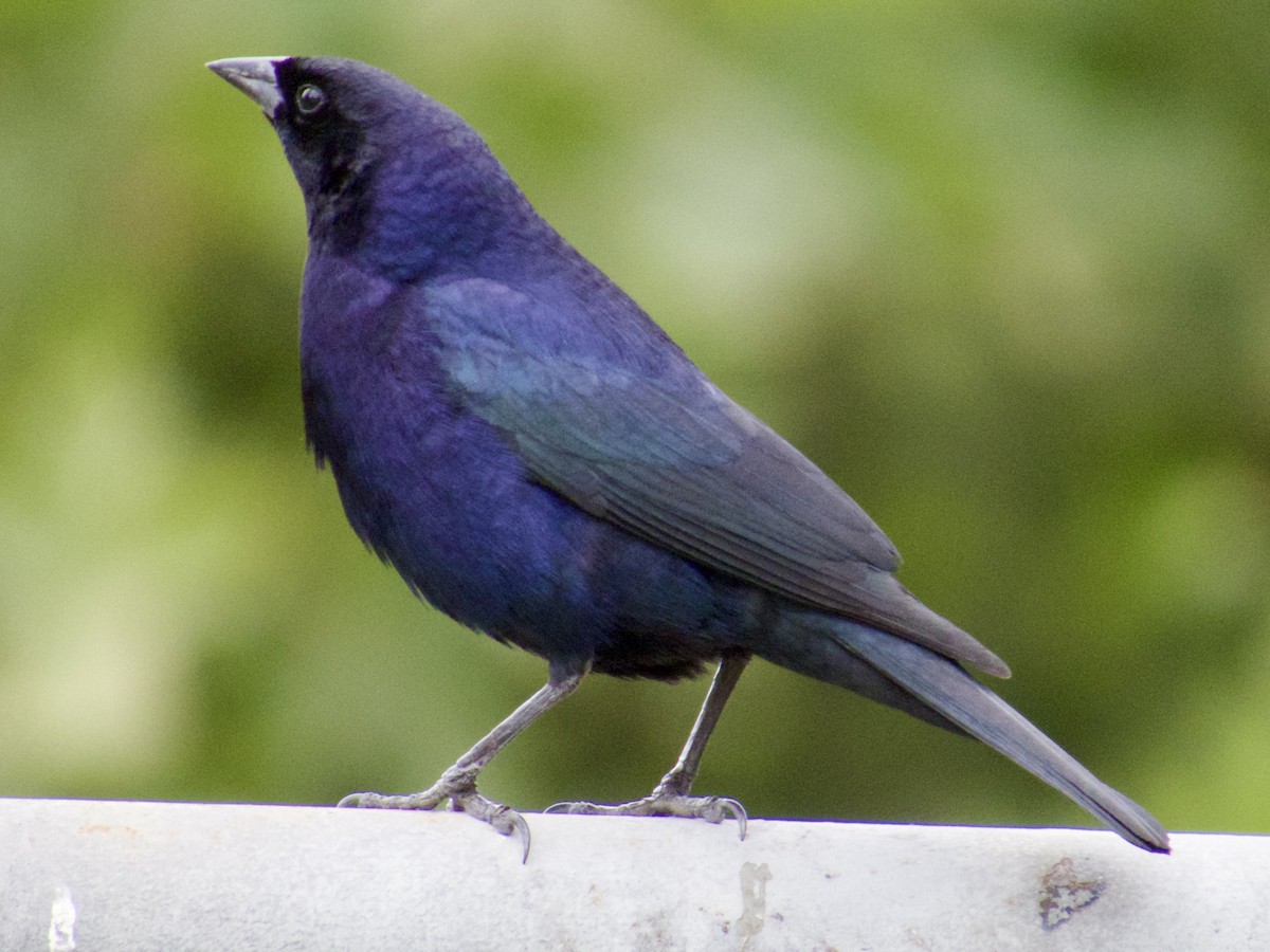 Shiny Cowbird - ML646913133
