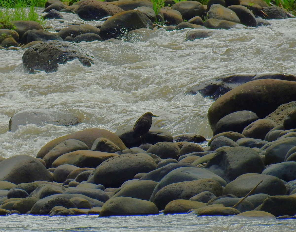 Avetigre Oscura - ML646913142