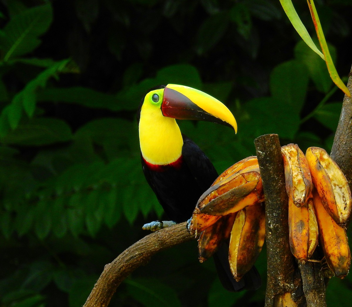 Тукан жовтошиїй - ML646913144