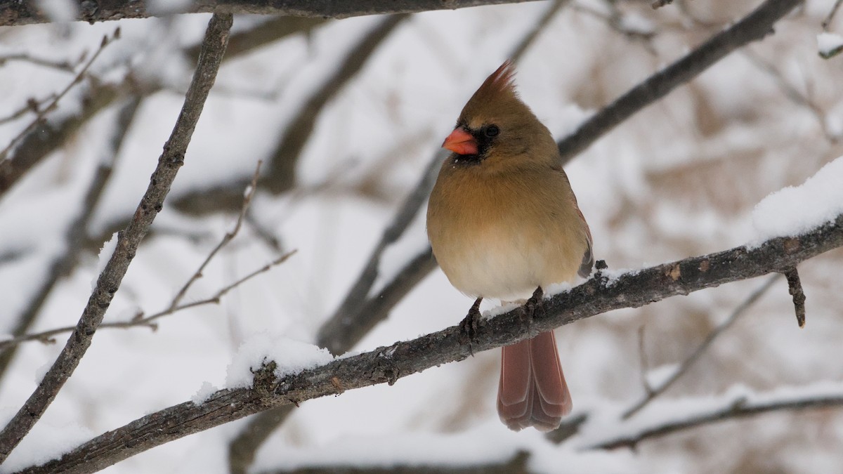 Northern Cardinal - ML646913148