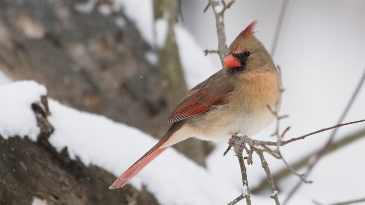 Northern Cardinal - ML646913151