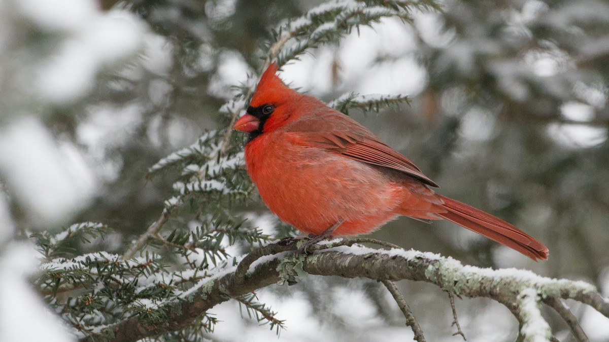 Northern Cardinal - ML646913156