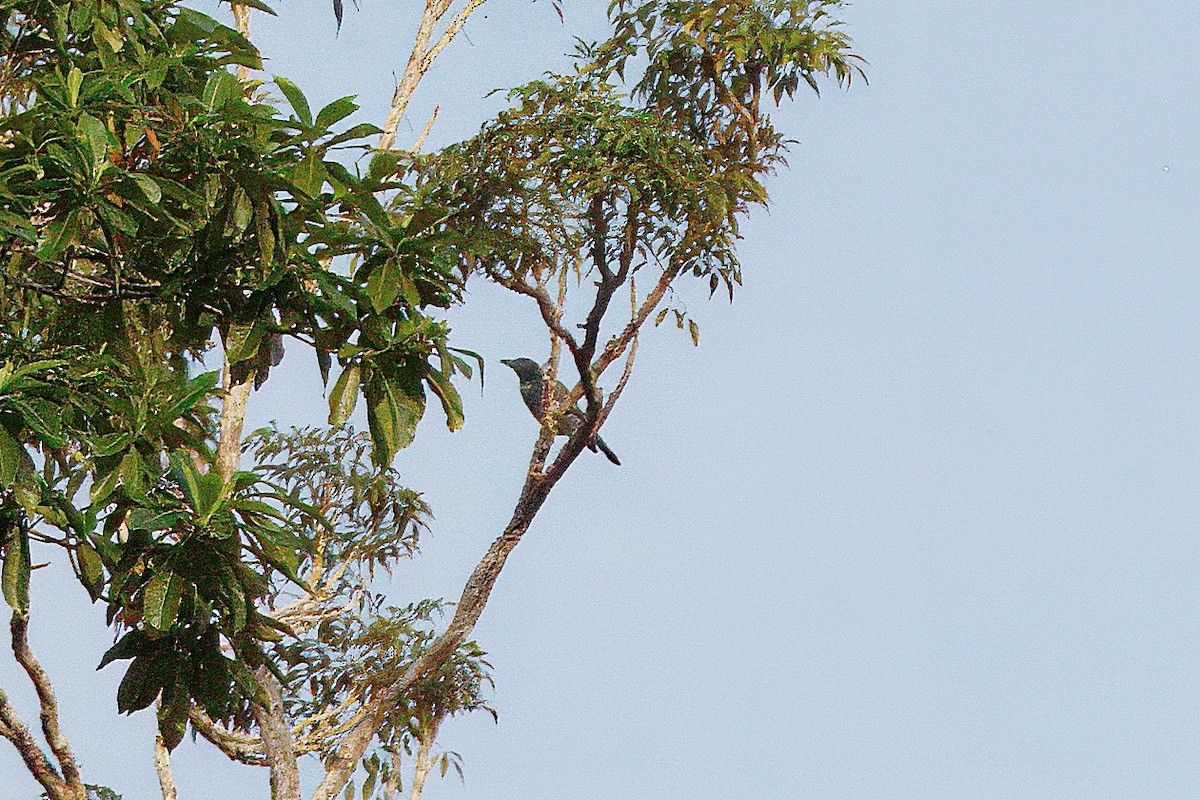 Mindanao Cuckooshrike - ML646913165