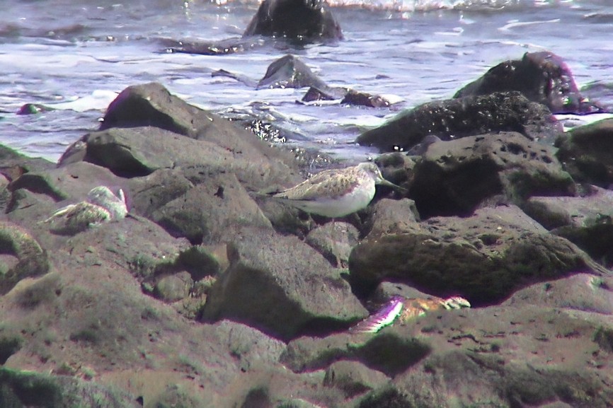 Archibebe Claro - ML646913170