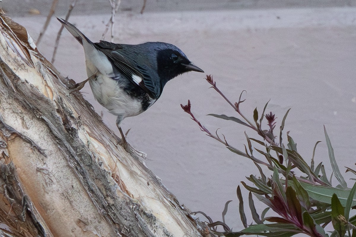 Black-throated Blue Warbler - ML646913171
