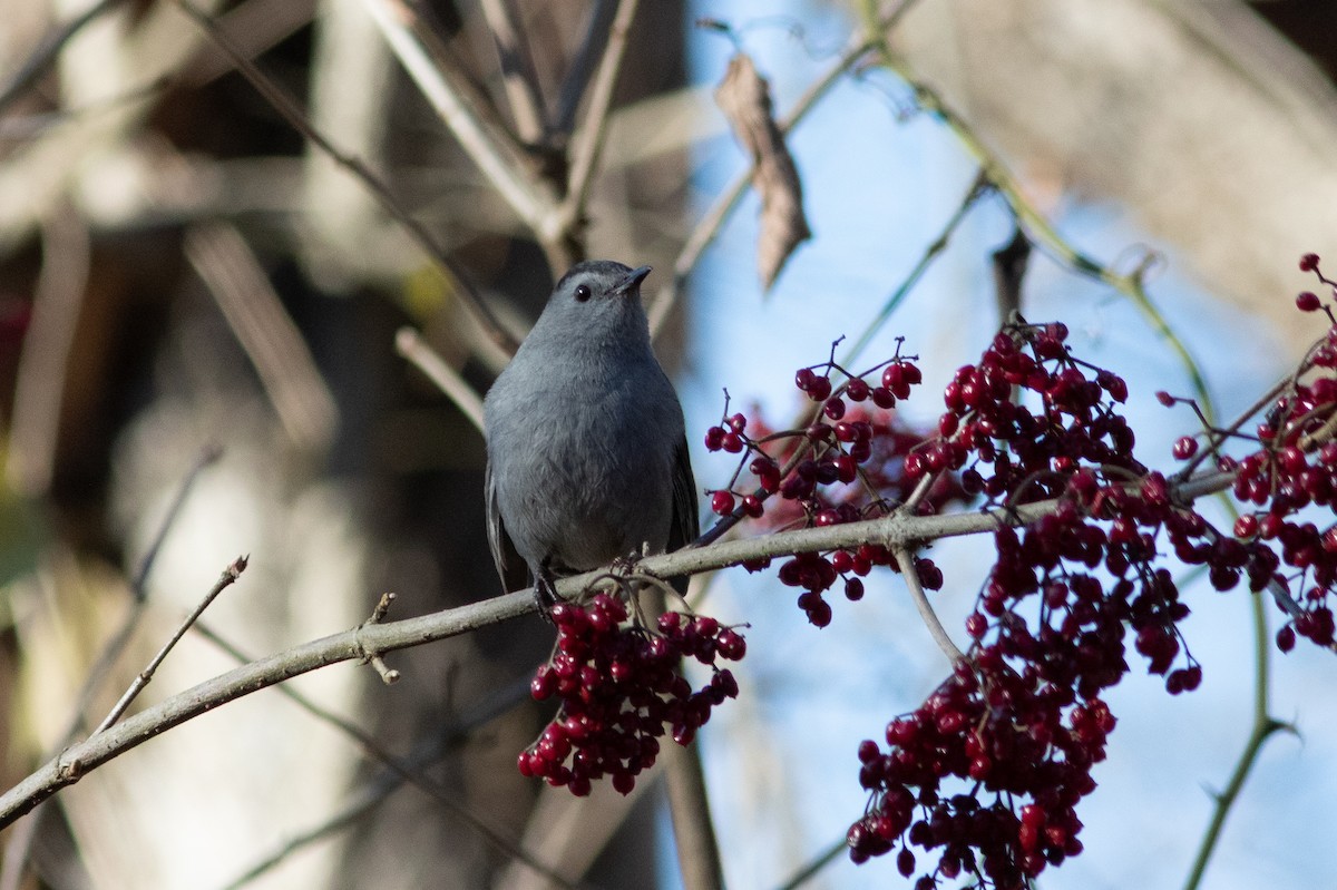 Gray Catbird - ML646913172