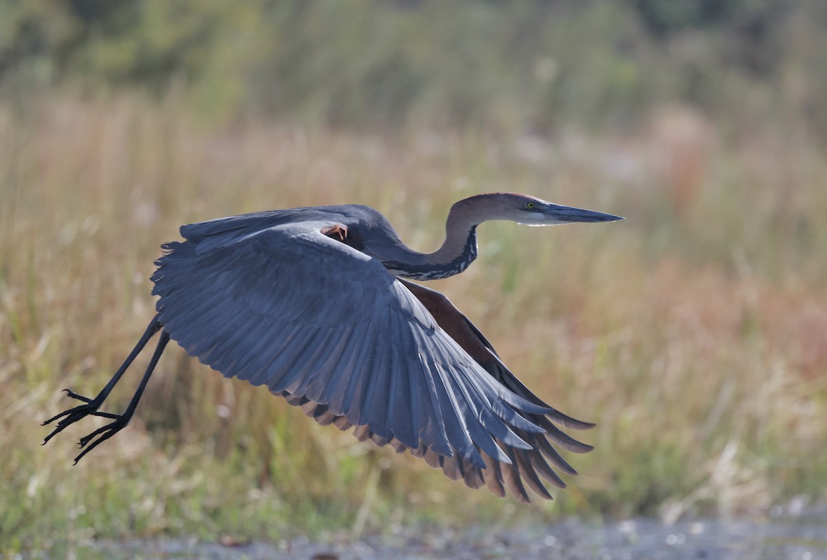 Garza Goliat - ML646913175