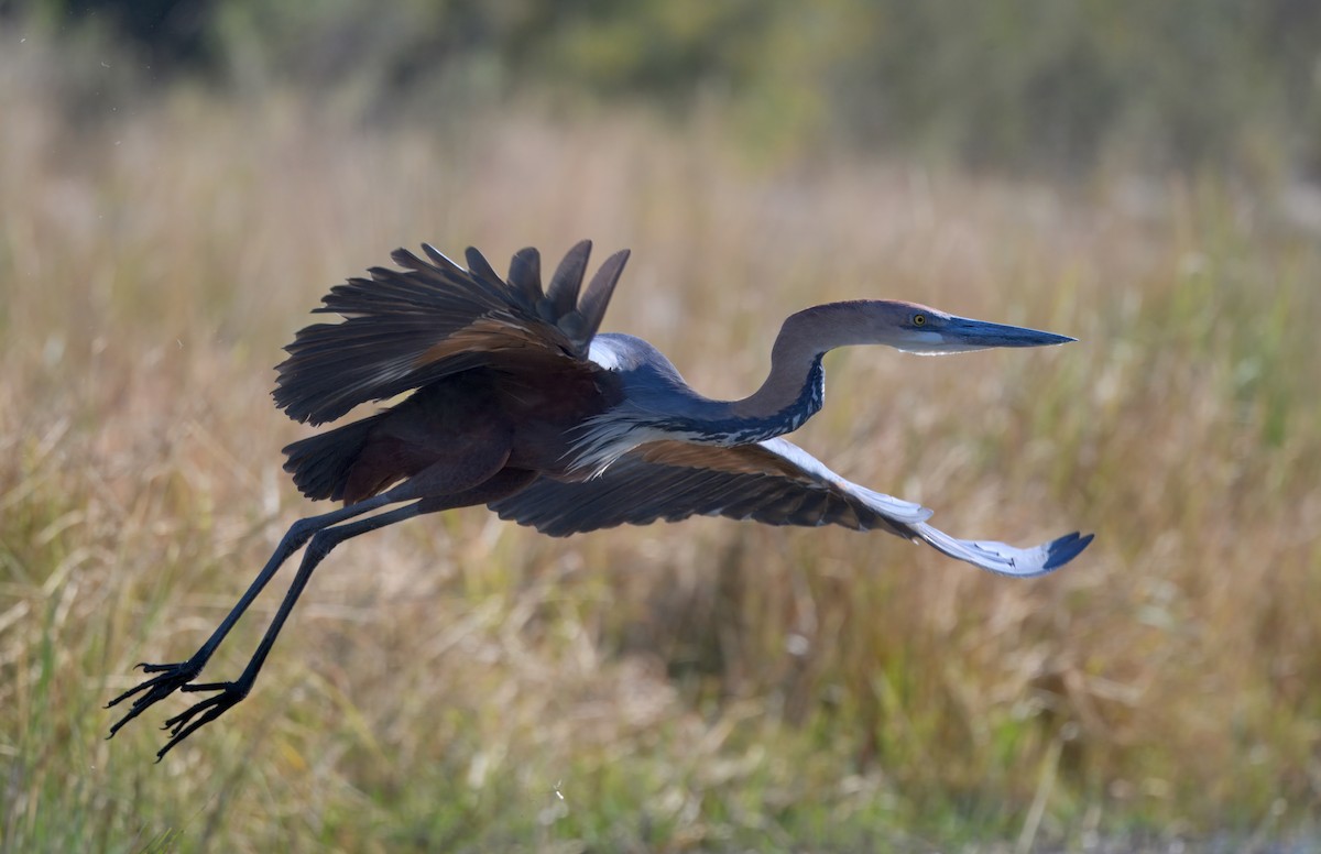 Garza Goliat - ML646913176