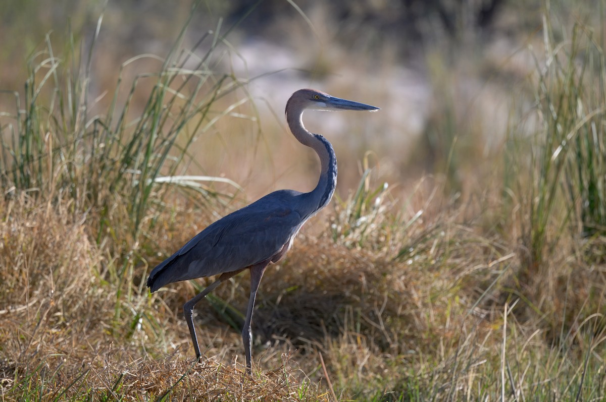 オニアオサギ - ML646913177