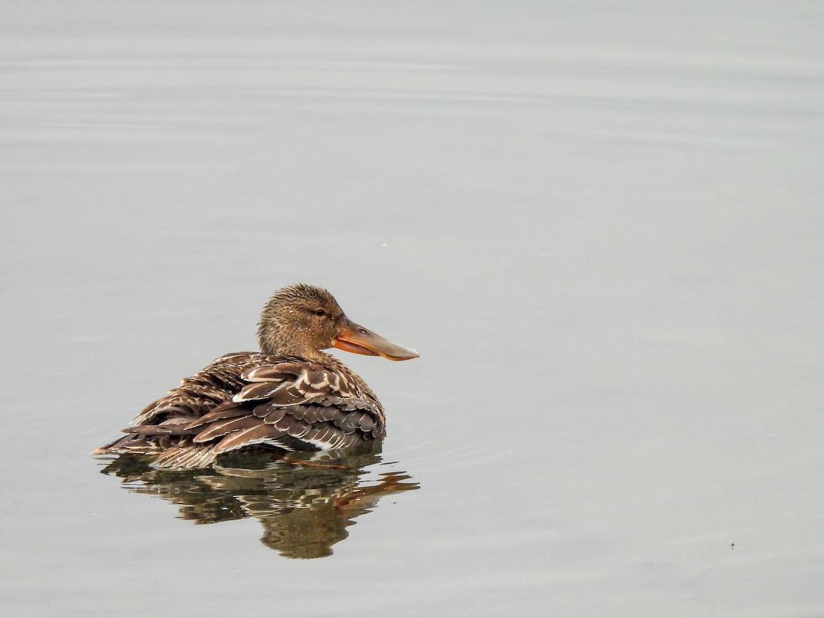 Mestolone - ML646913178