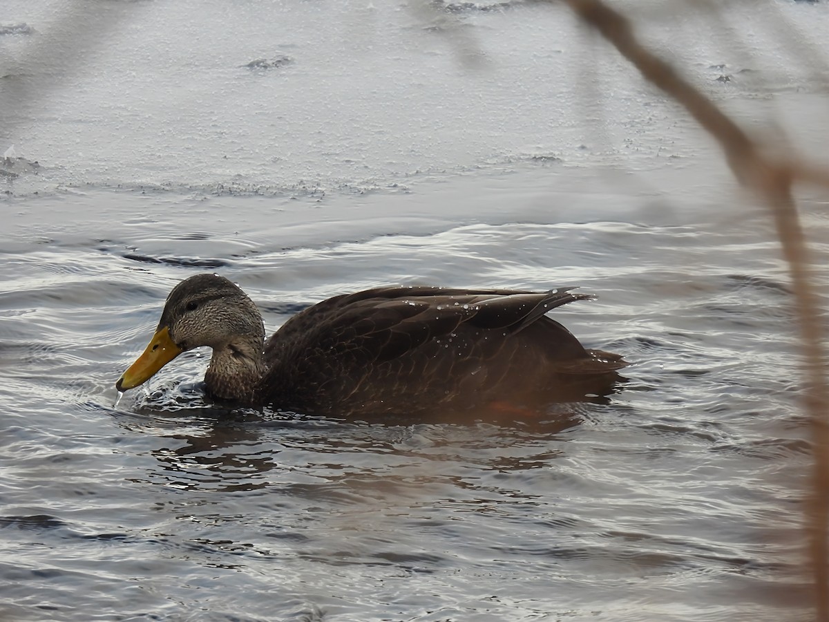American Black Duck - ML646913180