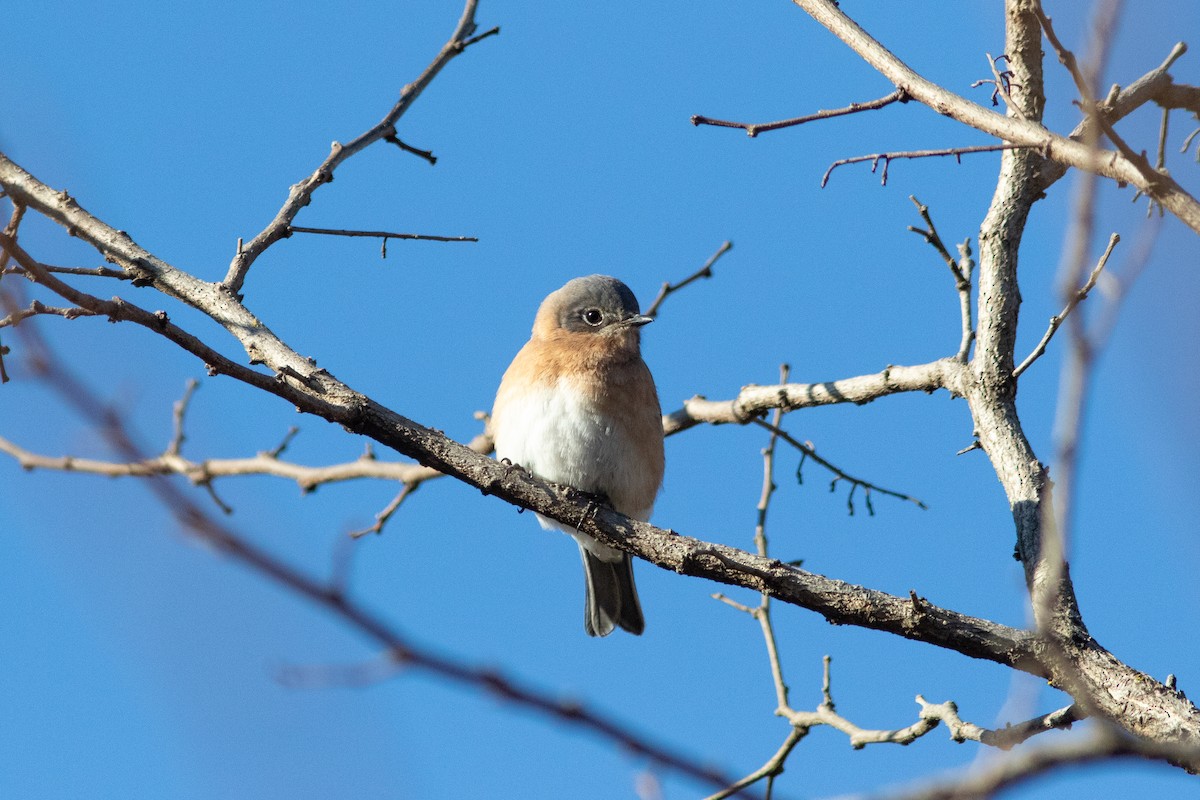 Eastern Bluebird - ML646913181