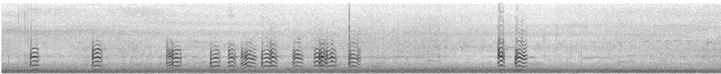 Pied Stilt - ML646913182