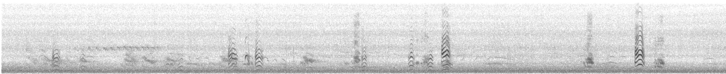 Pied Stilt - ML646913183