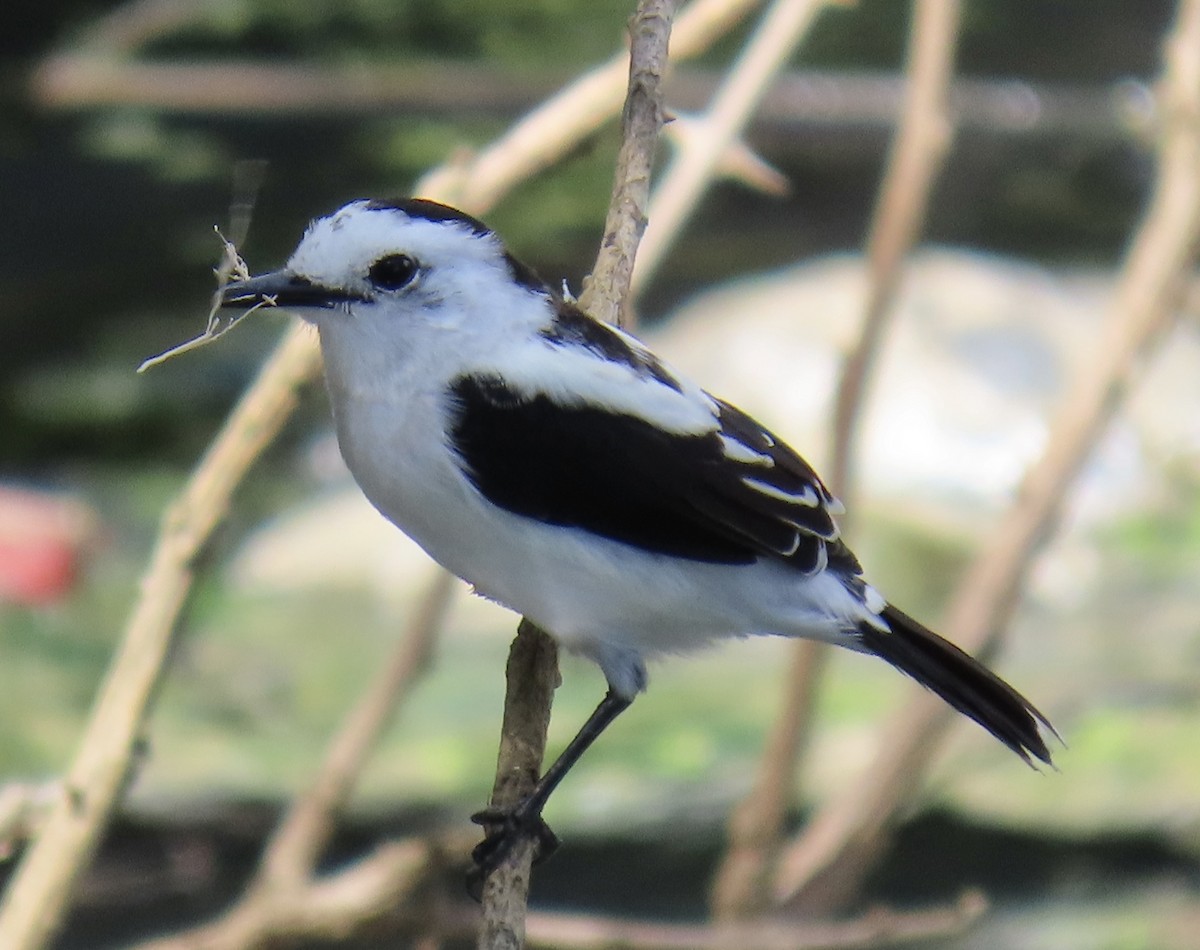 Viudita Pía - ML646913185