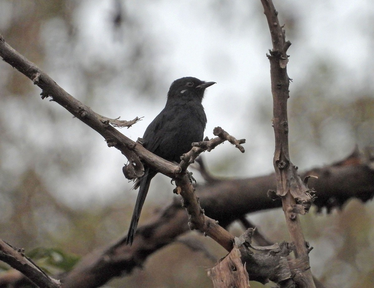 Papamoscas Drongo - ML646913186