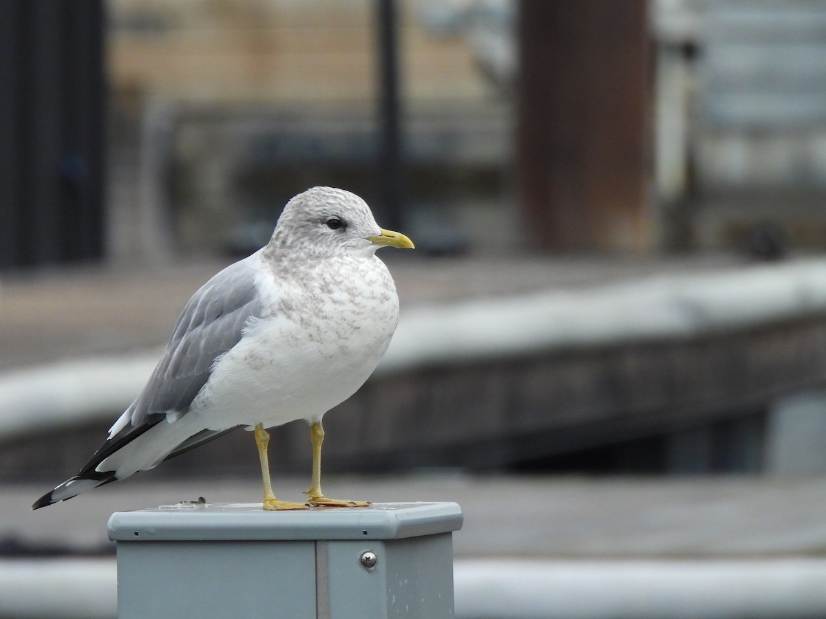 Gaviota de Alaska - ML646913187