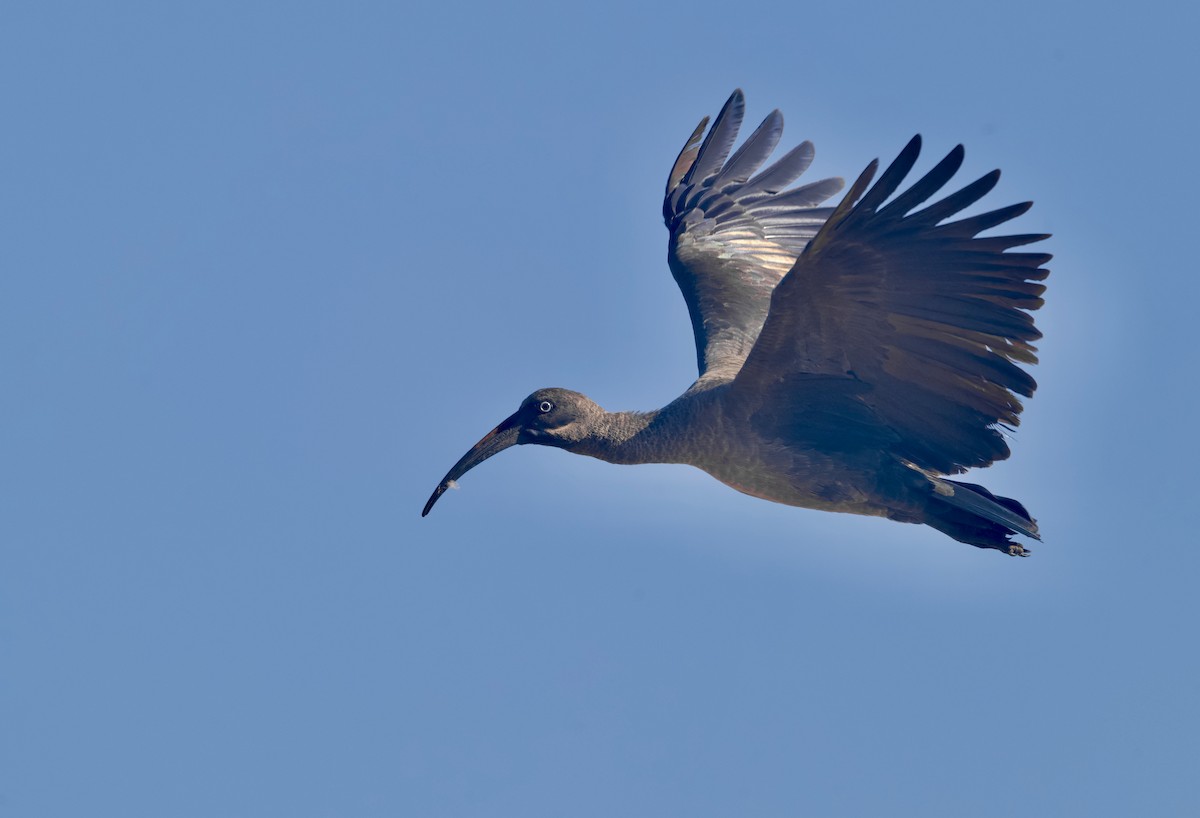 Anhinga Africana - ML646913191
