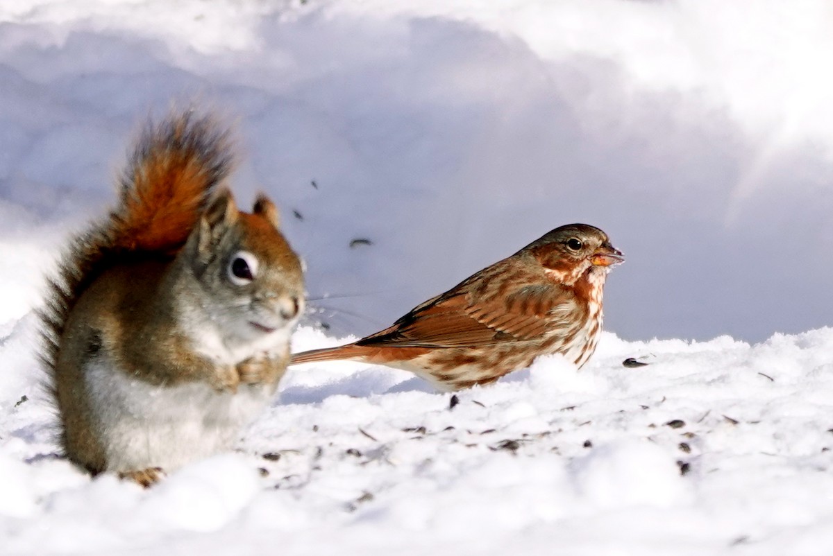 Fox Sparrow - ML646913192