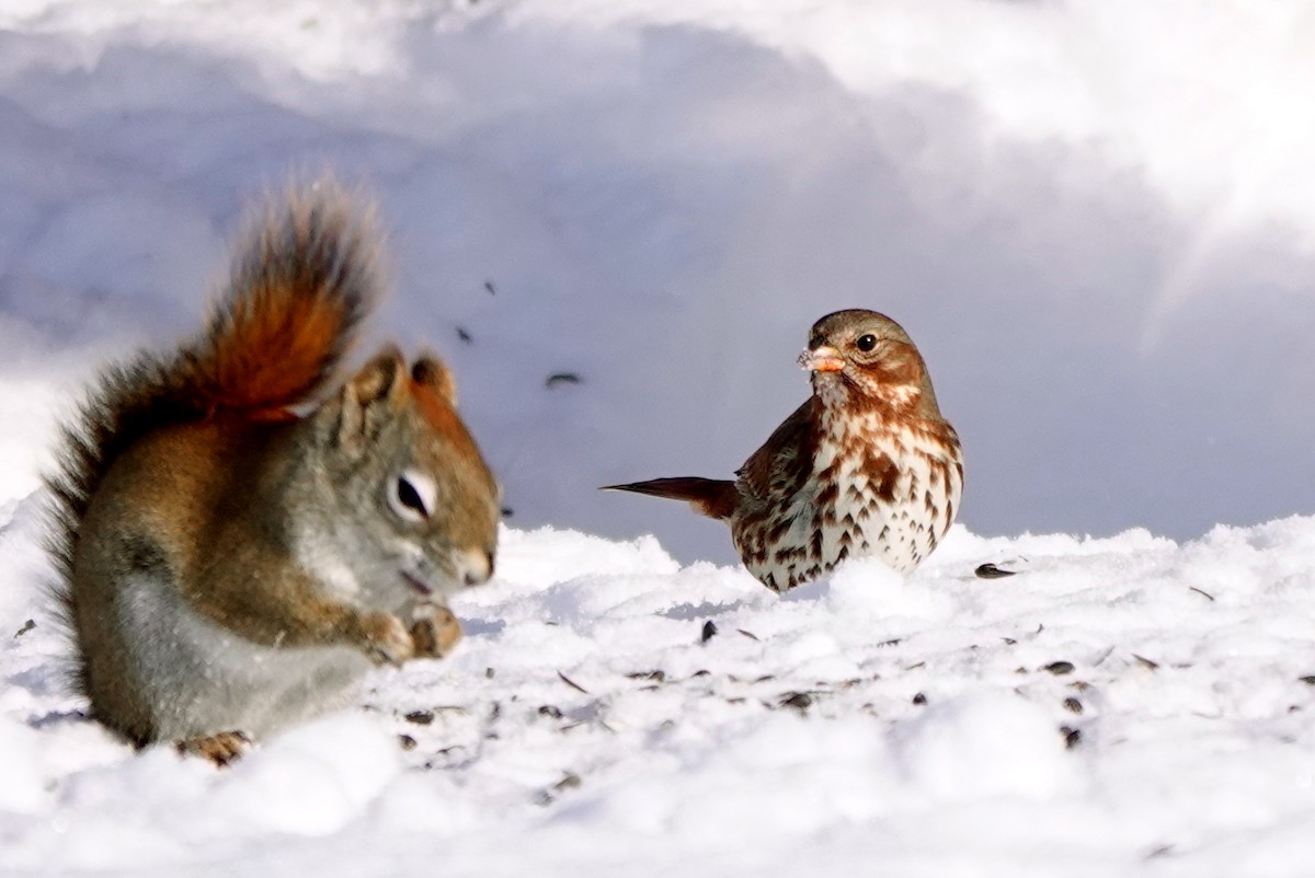 Fox Sparrow - ML646913198